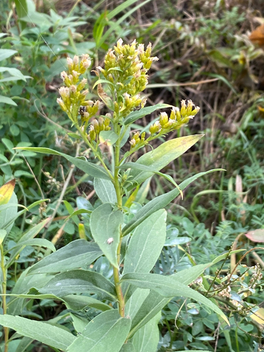 Solidago lepida, photograph 4