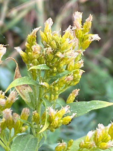 Solidago lepida, photograph 5
