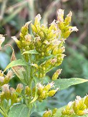 author not stated, no rights reserved Solidago lepida, photograph author not stated, no rights reserved