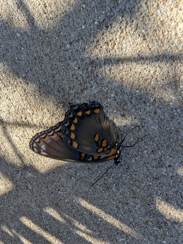 Red-spotted Admiral