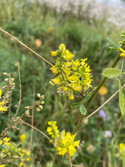 Melilotus officinalis, photograph author not stated, no rights reserved
