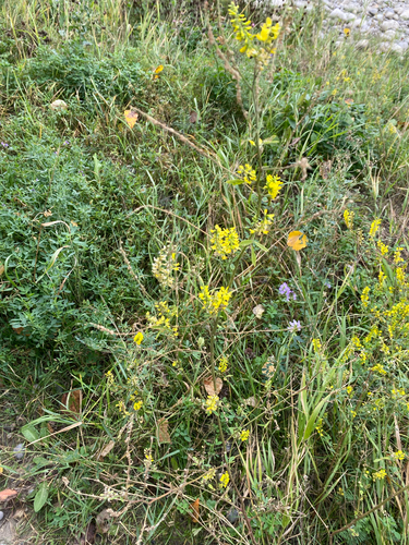 Melilotus officinalis, photograph 3