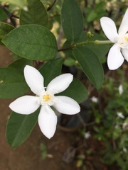 Wrightia antidysenterica