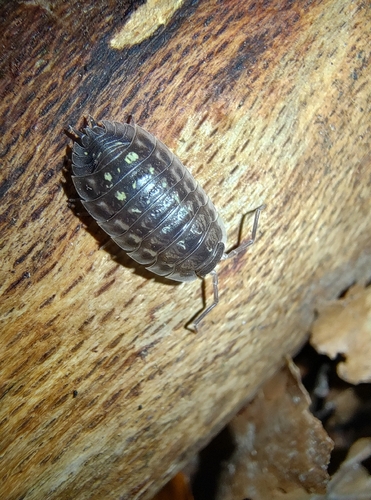 Common Shiny Woodlouse