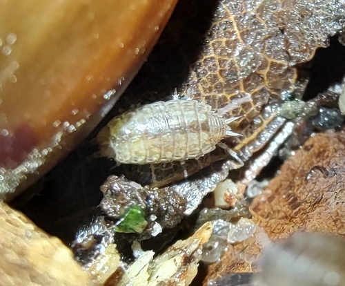 Common Striped Woodlouse