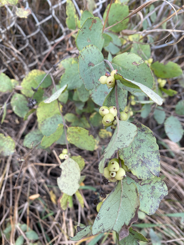 Symphoricarpos occidentalis, photograph 4