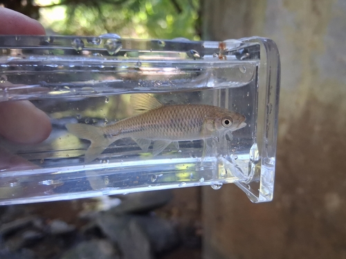 Greenfin Shiner