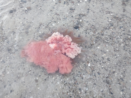 Lion's Mane Jelly