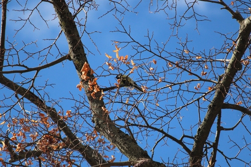 Great Tit