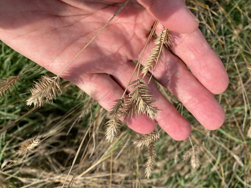 Agropyron cristatum
