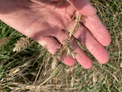 Agropyron cristatum