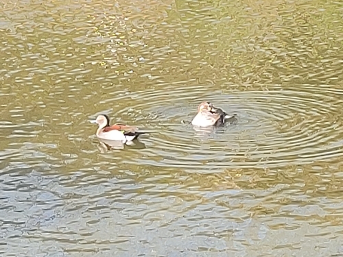 Ringed Teal