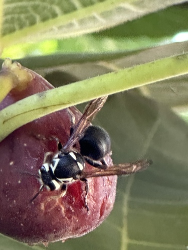 Bald-faced Hornet