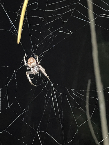 Walnut Orbweaver