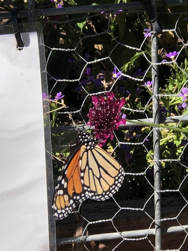 Monarch