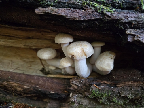 Beech Mushroom