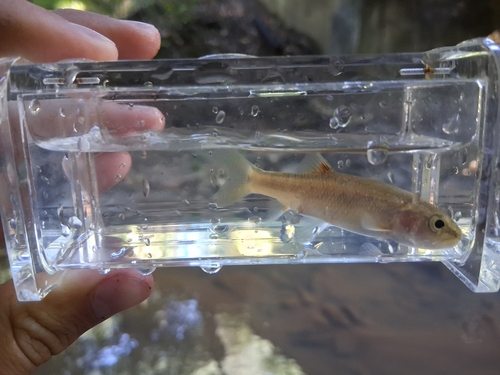 Creek Chub