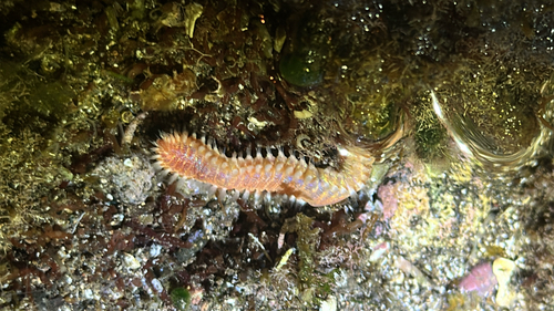 Eurythoe complanata observed 2026-09-15
