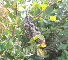 Searsia lucida
