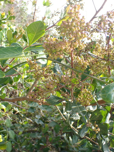 Searsia lucida, photograph 6