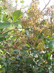Searsia lucida, photograph (c) Nicola van Berkel, some rights reserved (CC BY-SA)