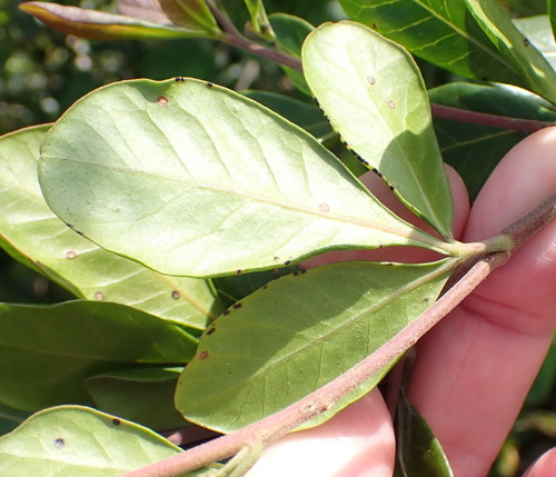 Searsia lucida, photograph 1