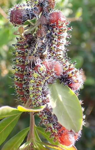 Searsia lucida, photograph 3