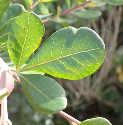 Searsia lucida, photograph 2