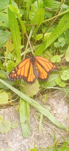 Monarch