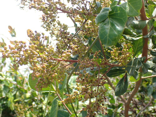Searsia lucida, photograph 4