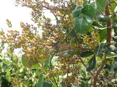 Searsia lucida, photograph (c) Nicola van Berkel, some rights reserved (CC BY-SA)