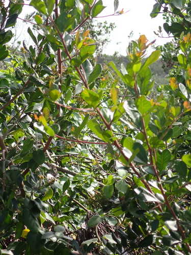 Searsia lucida, photograph 5