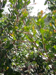 Searsia lucida, photograph (c) Nicola van Berkel, some rights reserved (CC BY-SA)