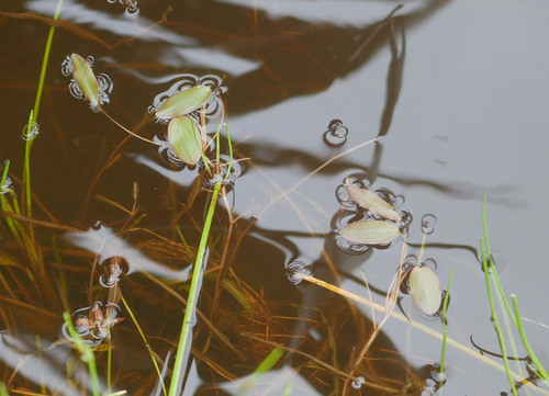 Potamogeton cheesemanii observed 2026-09-22