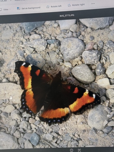 Milbert's Tortoiseshell