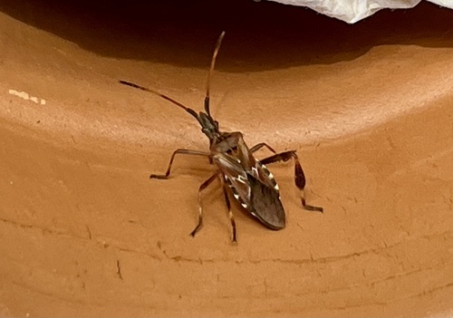 Western Conifer Seed Bug