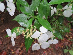 Hydrangea scandens