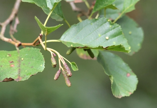 common alder