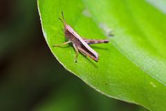 Phlaeoba antennata