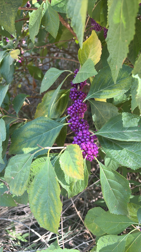 American beautyberry
