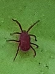 Balaustium