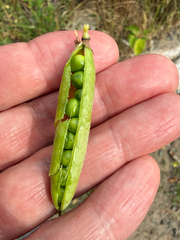 Lathyrus japonicus, photograph (c) Patrice Dupont, some rights reserved (CC BY)