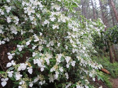 Hydrangea scandens