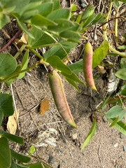 Lathyrus japonicus, photograph (c) Patrice Dupont, some rights reserved (CC BY)