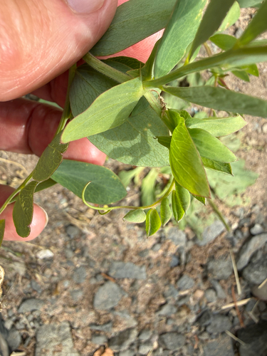 Lathyrus japonicus, photograph 4