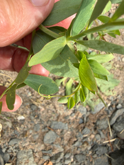 Lathyrus japonicus, photograph (c) Patrice Dupont, some rights reserved (CC BY)