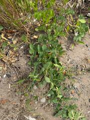 Lathyrus japonicus, photograph (c) Patrice Dupont, some rights reserved (CC BY)