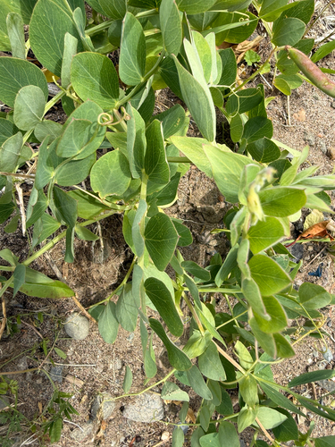 Lathyrus japonicus