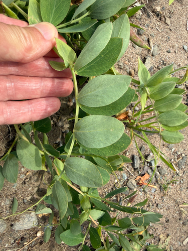 Lathyrus japonicus, photograph 3