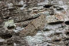 Percnia fumidaria